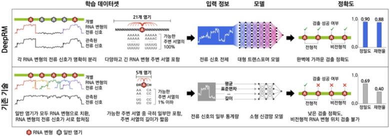 기존 RNA 변형 검출 기술과 DeepRM의 비교. DeepRM은 기존 RNA 변형 검출 기술의 한계를 극복한 혁신적 방법론을 사용해 세계 최고의 정확도를 달성하였다. DeepRM 학습 데이터셋은 정해진 위치에 일반 염기 또는 RNA 변형을 포함하도록 합성하였기에, 기존 학습 데이터셋과 달리 개별 RNA 변형의 전류 신호가 명확히 분리된다. 또 3억 개 이상의 RNA 분자를 시퀀싱하여, RNA 변형 주변의 가능한 모든 서열을 포함한다. 이러한 대규모·고품질 데이터셋을 이용해 트랜스포머 기반의 DeepRM 모델을 학습시켰다. 학습된 DeepRM 모델은 비전형적 RNA 변형 위치까지 검출할 수 있으며 완벽에 가까운 검출 정확도를 보인다. 한국연구재단