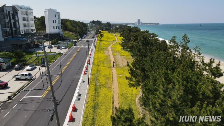 강릉시는 기록적인 폭염과 해안 침식 등 기후 위기에 대응해 올해 도시 열섬화 완화와 녹지환경 개선을 목표로 하는 기후 대응형 공원·녹지 힐링공간 조성에 박차를 가한다. 경포 2·3지구 해안변 녹지축 공원화 사업(사근진 유채꽃 조성) 조감도. 강릉시 제공
