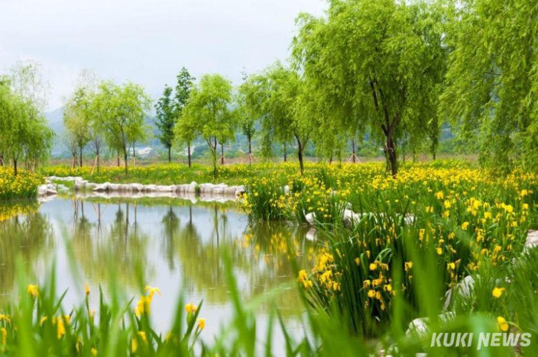 강릉시는 기록적인 폭염과 해안 침식 등 기후 위기에 대응해 올해 도시 열섬화 완화와 녹지환경 개선을 목표로 하는 기후 대응형 공원·녹지 힐링공간 조성에 박차를 가한다. 주문진 향호 정원 조성사업 창포원 조성예시. 강릉시 제공