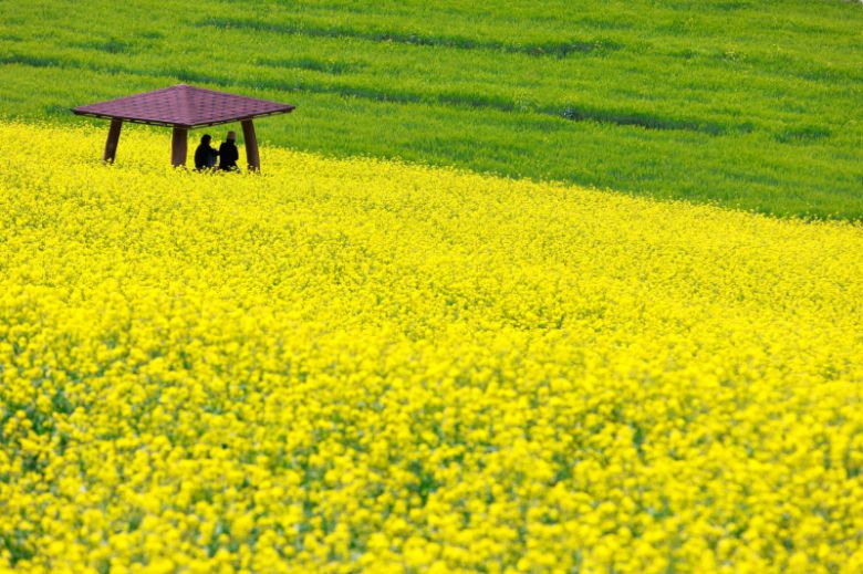 화룡포 봄꽃축제. 예천군 제공