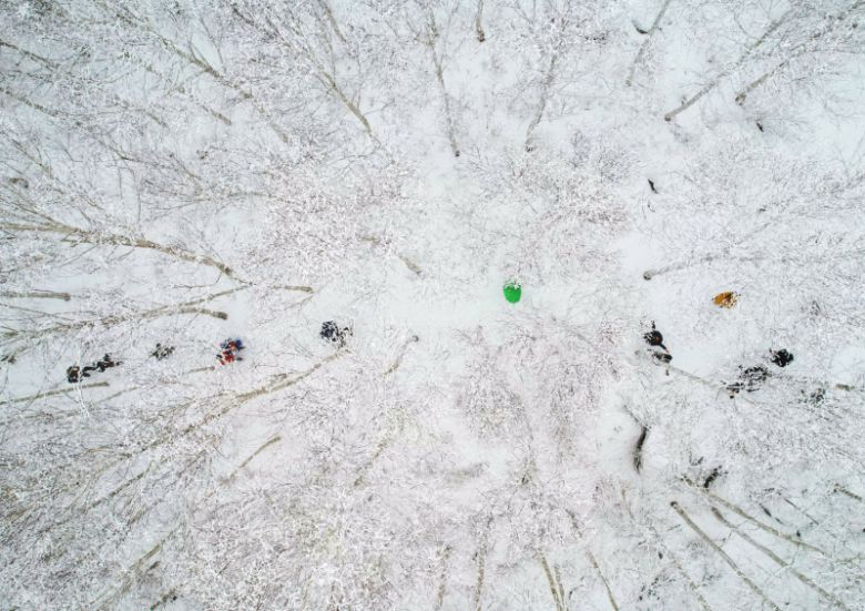 영양 자작나무숲. 영양군 제공