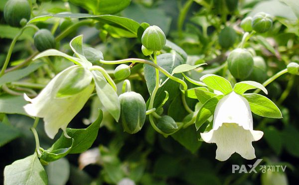 한국수목원정원관리원은 국립백두대간수목원이 초롱꽃 등 5개 종자(층층잔대, 영아자, 초롱꽃, 만삼, 숫잔대)의 휴면유형과 최적 발아 조건을 구명하는 데 성공했다고 16일 밝혔다. 사진은 만삼 식물체. [사진제공=한국수목원정원관리원]