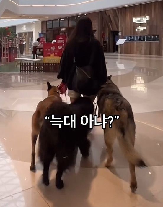 울프독 3마리를 데리고 활보 중인 한 여성 ⓒ온라인 커뮤니티