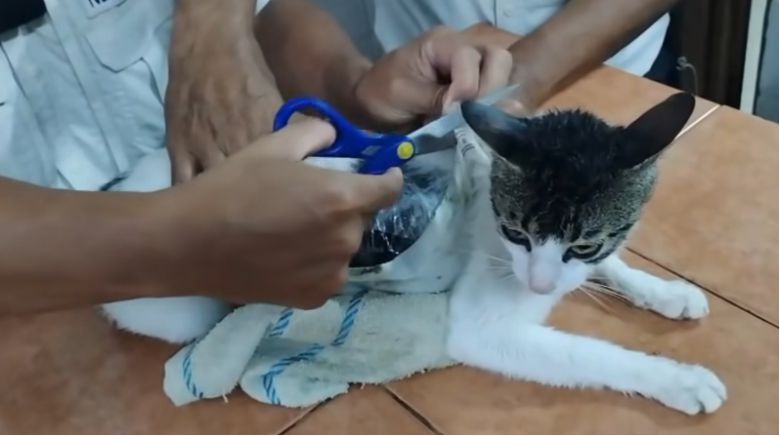 [코스타리카 법무부]