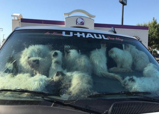 [미국 머세드카운티 보안관실 페이스북 캡처]
