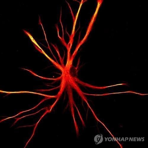 [뉴욕 줄기세포 재단 연구소 제공. 재판매 및 DB 금지]