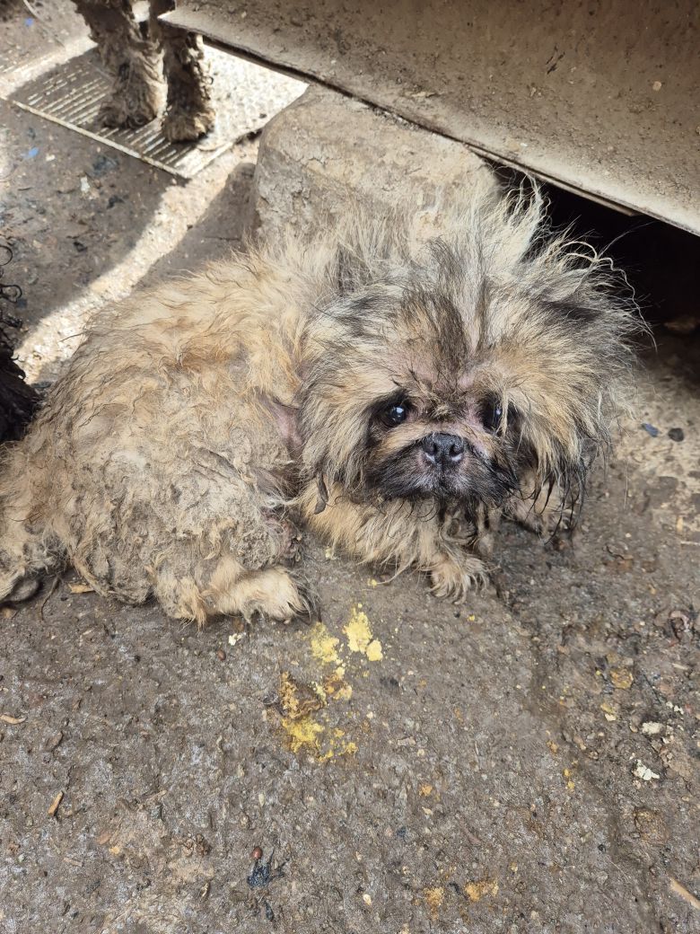 / 루시의 친구들 제공