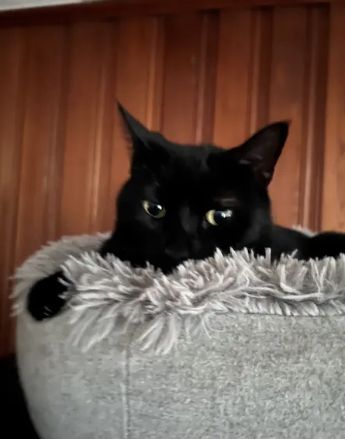 [출처=뉴욕포스트]