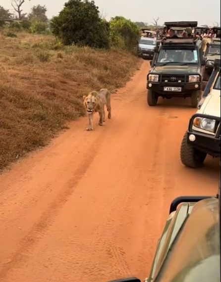 [틱톡 danie le maccarini]