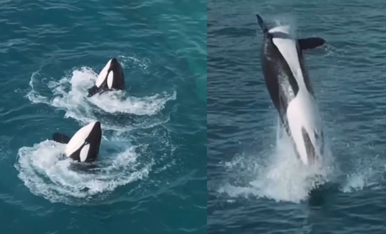 [sephlawless 인스타그램 캡처]