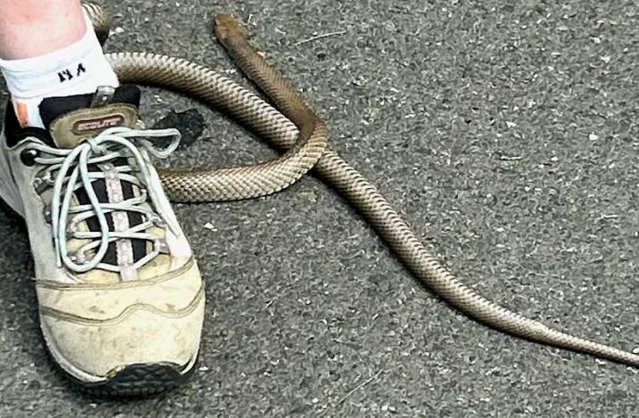 [Reptile Relocation Sydney 제공]