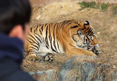 우치동물원의 벵갈호랑이 [연합뉴스]