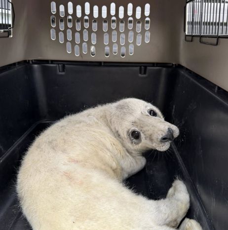 [해양 및 야생동물 구조단체 SNS 캡처]