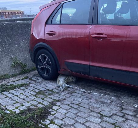 [해양 및 야생동물 구조단체 SNS 캡처]