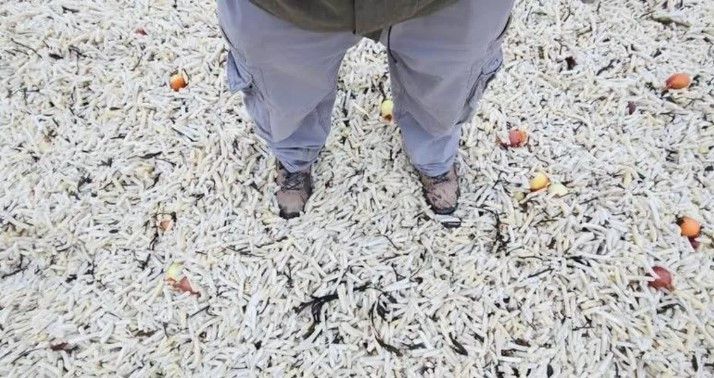 [페이스북 '조엘 보니치' 캡처]