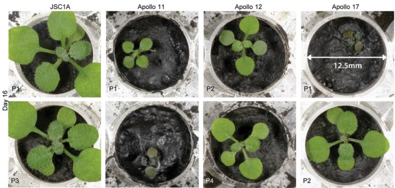 16일이 지난 후의 애기장대 모습. 대조군(JSC1A)에 비해 달 토양에서 자란 애기장대들은 크기가 작거나 심지어 고사하기도 했다. (출처: Communications Biology)