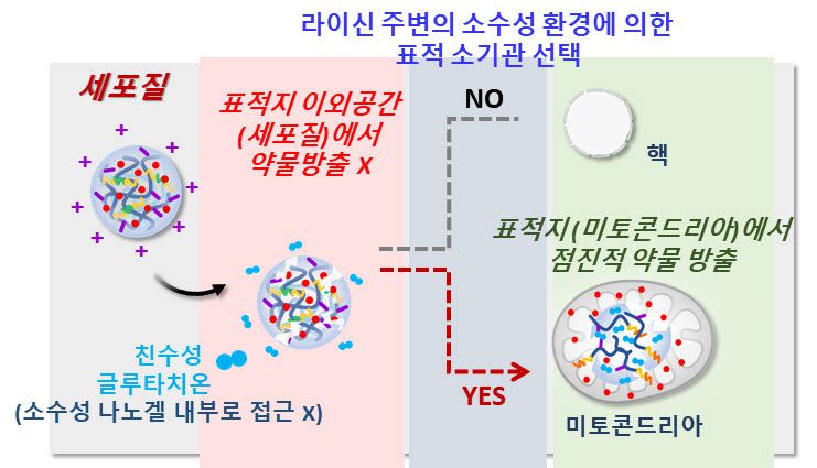 미토콘드리아 표적 약물 전달 및 방출 나노겔 세포 내 작용 개념. 사진=강한창 교수