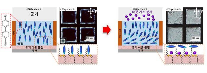 타깃 가스 분자 유입에 따라 광학 신호를 생성하는 액정 복합 소재 모식도