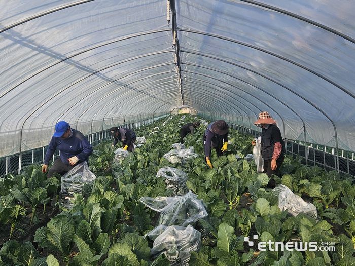 강원도 원주에 위치한 명일엽·케일 재배 농장에서 인부들이 케일을 재배하고 있다. 〈사진=강성전기자〉