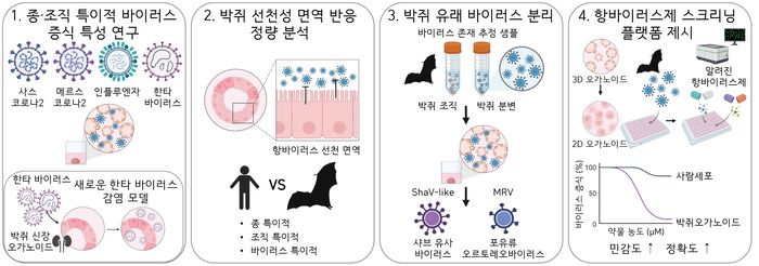 박쥐 오가노이드를 활용한 주요 연구 결과
