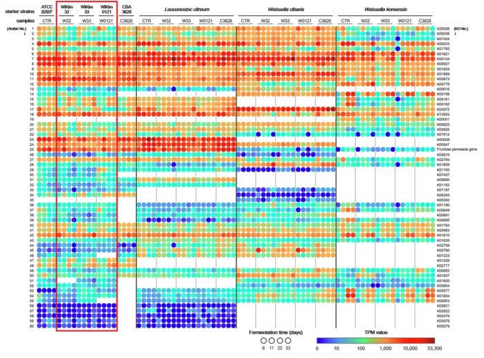 발효기간에 따른 유전자 발현 수준 비교.