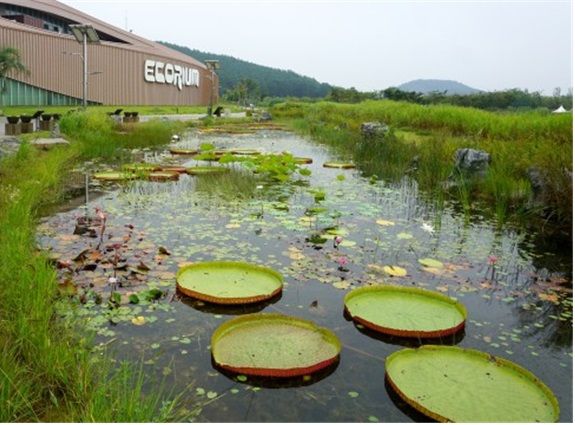 금개구리 서식지 전경. 사진 출처 : 국립생태원