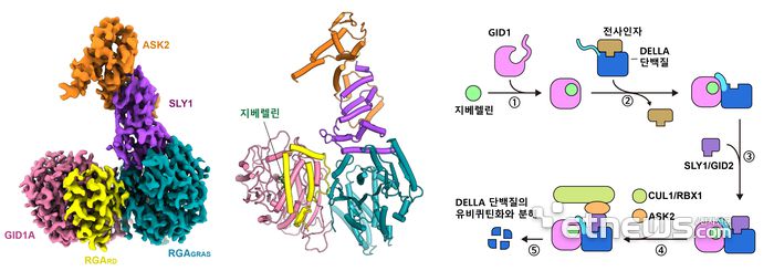초저온전자현미경으로 분석한 DELLA 단백질 복합체의 밀도 분포도(왼쪽)와 모델 구조(가운데). 지베렐린에 의한 단계적 단백질 안정화와 DELLA 단백질 분해 모델(오른쪽)