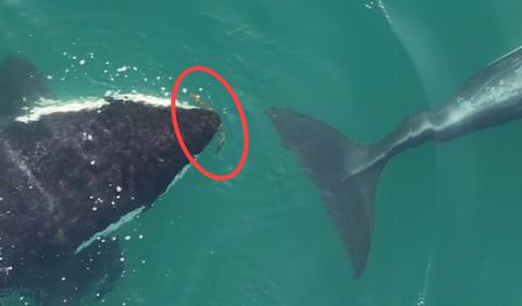 다시마를 물고 있는 남방 상주 범고래. 사진=미국 고래연구센터/NMFS/NOAA