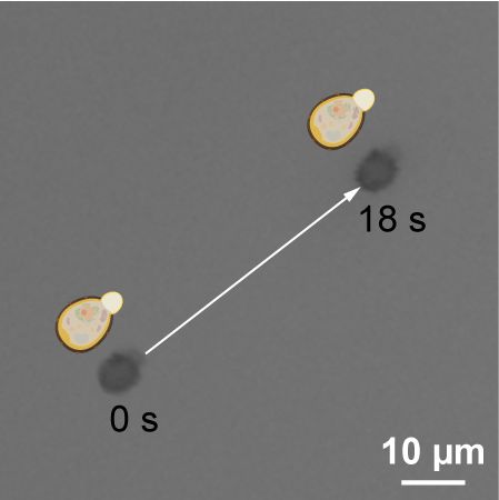 KAIST 연구진이 개발한 세포로봇 자가추진 이동 양상.