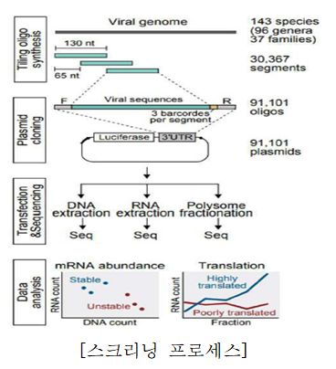 mRNA 번역 증가용 조절 엘리먼트 스크리닝 과정