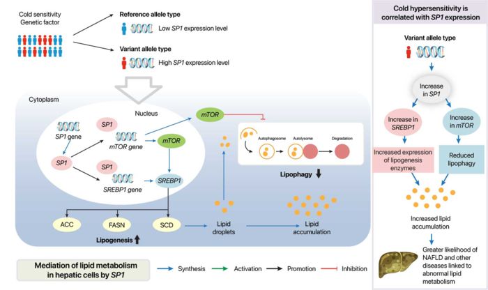 한증 연관 유전자 변이에 의한 SP1 지방 생성 증가 및 지방 분해 억제 신호전달 개요