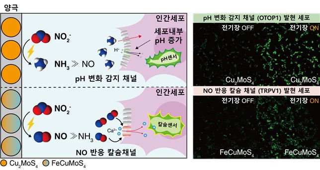 전기 신호로 원하는 신호물질을 합성하는 바이오전기합성 플랫폼 모식도 및 정밀제어 결과
