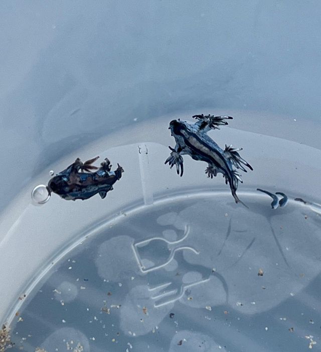 '푸른 용'이라는 별명을 가진 파란갯민숭달팽이. 사진=엑스(@JoseLSaezPastor) 캡처