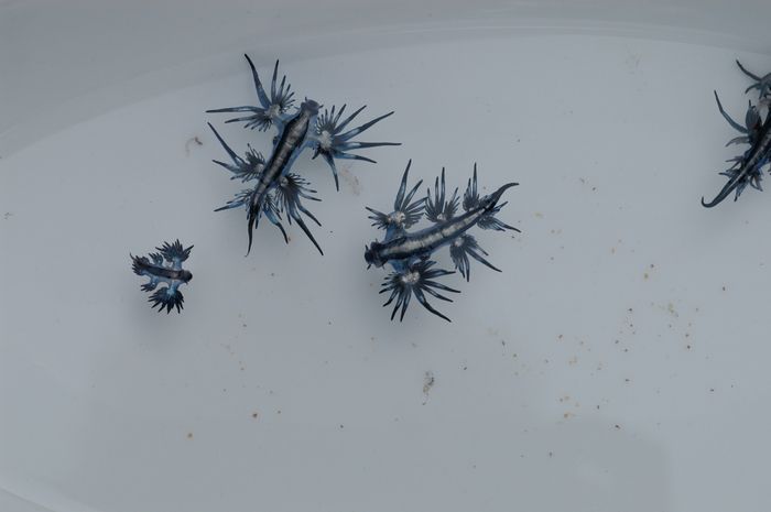 '푸른 용'이라는 별명을 가진 파란갯민숭달팽이. 사진=위키미디어커먼즈