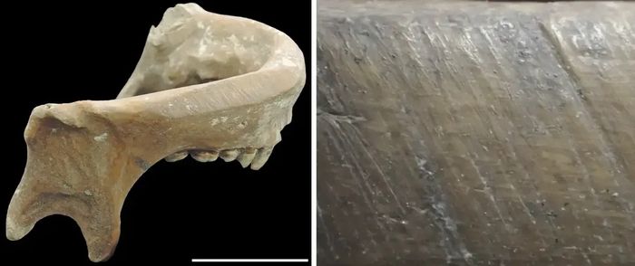 중국 량주 문화 유적지에서 발견된 가공된 사람 머리뼈. 사진=사와다 준메이/사이언티픽 리포트