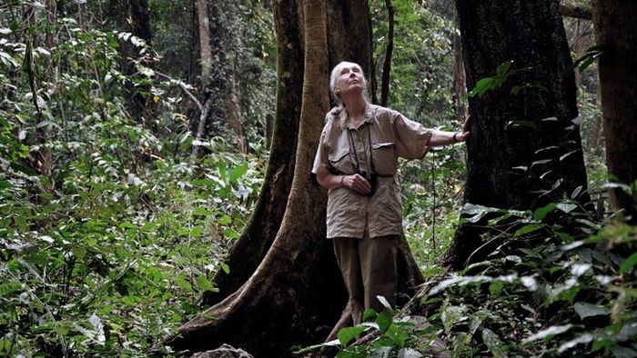 제인 구달 박사. [사진=JGI 제공]