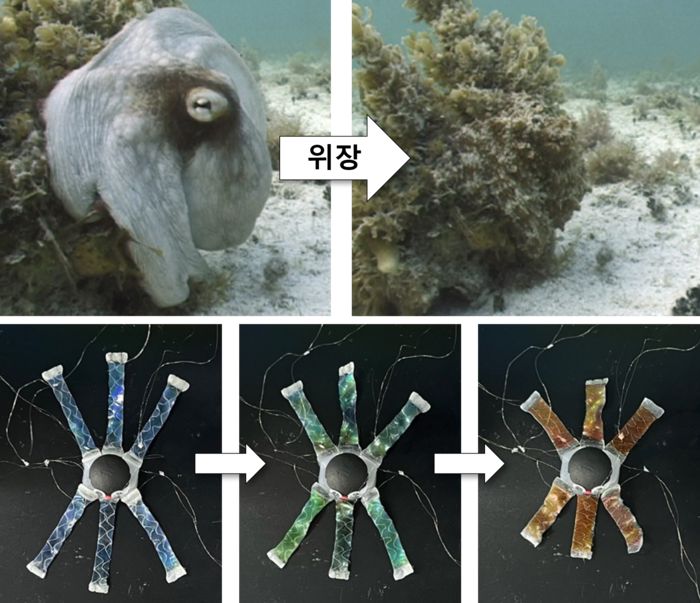 옥토이드의 다리는 전기 신호를 받아 연속적인 색 변화를 보일 수 있다.