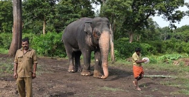 인도 동부 지역에서 성체 수컷 코끼리 한 마리가 연쇄적으로 사람을 공격해 최소 17명이 숨지는 참사가 발생했다. 사진=AFP 연합뉴스