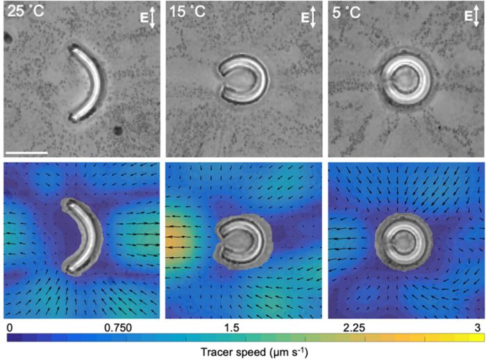 미생물 모사 입자의 온도에 따른 형상 변화와 입자 주위에 형성된 유체 흐름을 나타낸 그림
