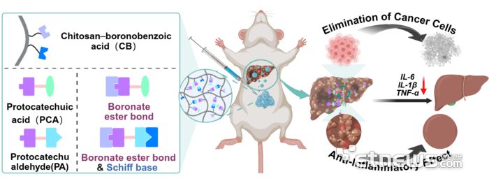 개발된 간암 치료용 하이드로젤의 작용 모식도: 시알산 표적화 및 산 감응형 약물 방출을 통해 암세포를 제거하고 간 염증을 억제하는 치료 과정