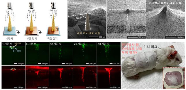 전기방사 웹 마이크로 니들의 제작 결과 및 약물 전달 결과