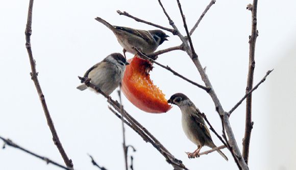전북 전주시 덕진구 인후동의 한 감나무를 찾은 참새가 까치밥을 먹고 있다. [사진=뉴시스]