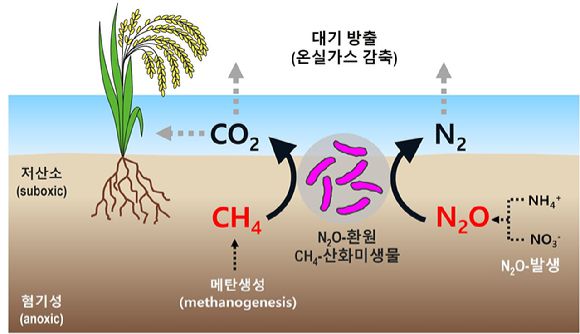 혐기성 조건에서 생산된 메탄은 호기성 조건으로 확산되어 호기성 메탄산화미생물에 의해 이산화탄소로 산화된다. 다양한 조건에서 발생하는 아산화질소는 혐기성 조건에서 환원되어 대기 질소로 방출된다. 이번 연구를 통해 저산소 조건에서 단일 미생물에 의해 메탄산화와 아산화질소환원이 연동될 수 있음을 최초로 발견했다. [사진=이성근 충북대학교 교수]
