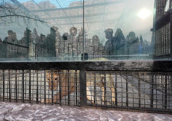 러시아가 북한에 선물한 사자 사진. 러시아 천연자원부 제공. [사진=AFP/연합뉴스]