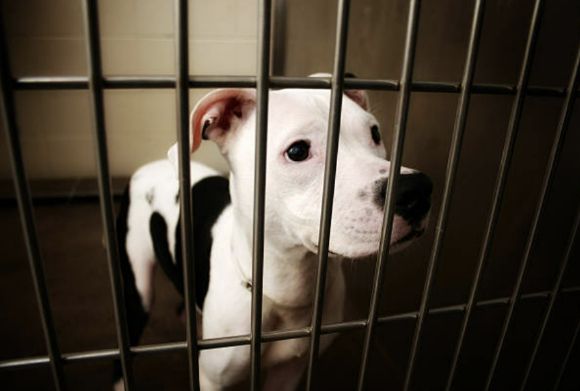 동물실험과 관련된 이미지. 기사에서 언급되는 업체와는 무관함. [사진=픽사베이]