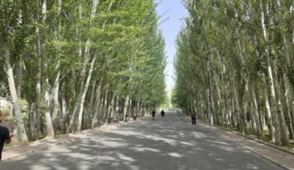 유홍준 교수가 칭찬한 키질 석굴 입구 백양나무 가로수. [사진=윤영선]