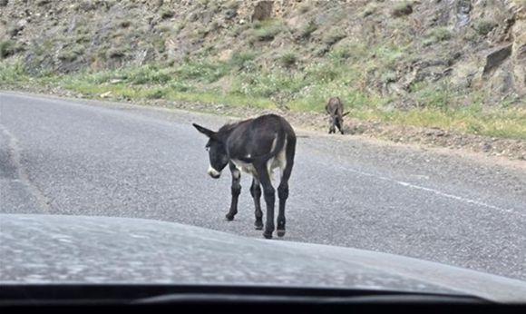 페르가나 계곡 마을의 당나귀. [사진=윤영선]