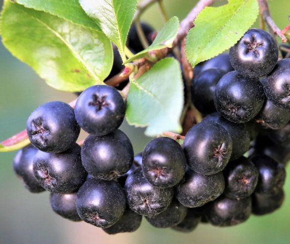 아로니아는 항산화 성분이 풍부한 것으로 알려졌다. 사진은 아로니아. [사진=Silver Creek Nursery Ltd.]