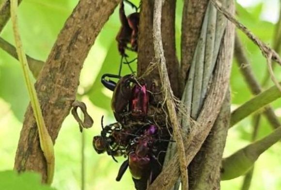 전문가들은 이들의 서식에 우려를 표하고 있다. 사진은 Sagra femorata. [사진=유튜브 @TV생물도감]