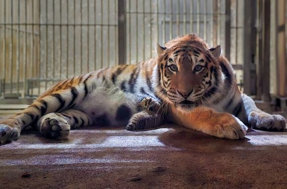 부모 호랑이는 노령임에도 건강하게 새끼를 출산했다. 사진은 어미 호랑이. [사진=서울대공원]